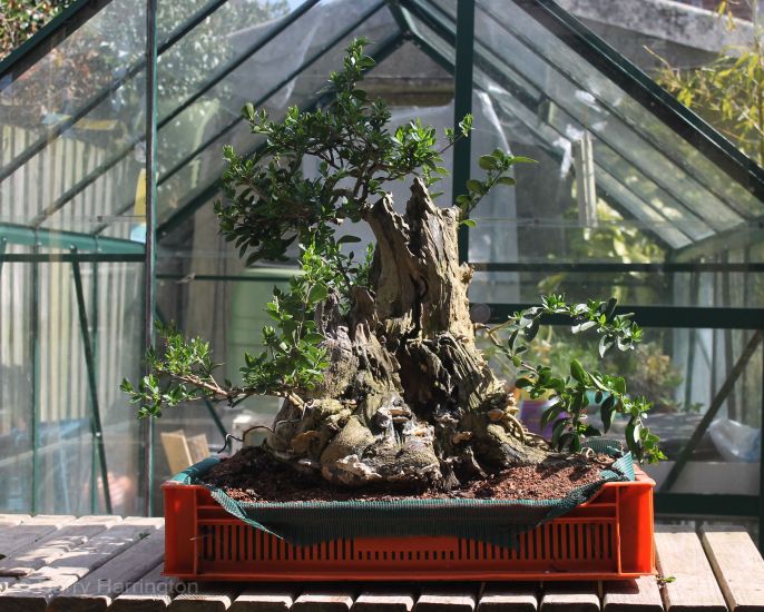 privet bonsai